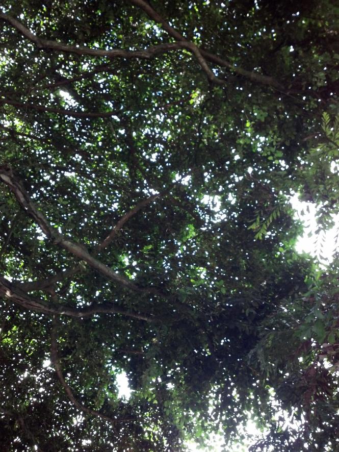 Looking up at the huge banyan tree