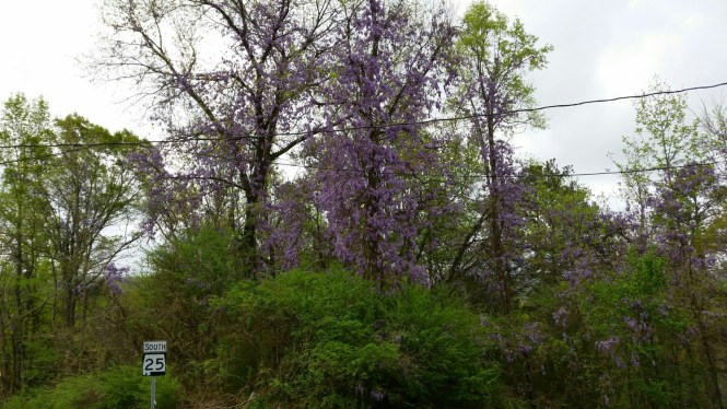 wp-1428675121729 image