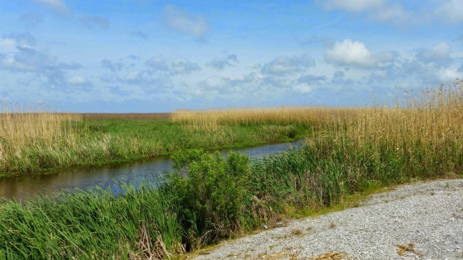 wp-1428680043240 image